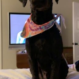 This is after with the tips of his ears cut off. This is after with the tips of his ears cut off.