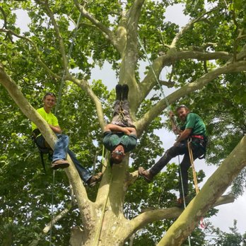 Jt's Tree Service - Professional Climbing - Tree Services Near Me - Santa Fe, Texas