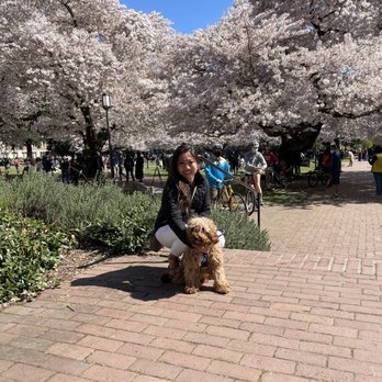 Seattle Golden Doodles - Pet Breeders Near Me Seattle Golden Doodles - Pet Breeders Near Me