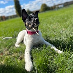 Pets of Ohio Rescue Team