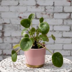Eufloria Florist - Money Plant (Pilea peperomioides) -- distinctive round green leaves in a blush pink planter.