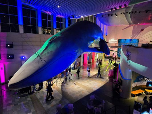 Aquarium of the Pacific by null