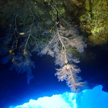 Extended Horizons Scuba - Cathedrals II - rare black coral! - Diving Near Me - Lahaina, Hawaii Extended Horizons Scuba - Cathedrals II - rare black coral! - Diving Near Me - Lahaina, Hawaii