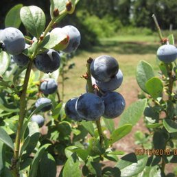 Lake Catherine Blueberries