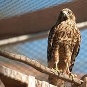 Ramona Wildlife Center - Animal Shelters Near Me - Ramona, California Ramona Wildlife Center - Animal Shelters Near Me - Ramona, California