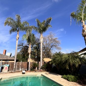Cardenas Tree Perfection - Palm trimming - Tree Services Near Me Cardenas Tree Perfection - Palm trimming - Tree Services Near Me