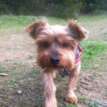 Alpine Pet Grooming - Fine as can be - Pet Groomers Near Me - Vacaville, California Alpine Pet Grooming - Fine as can be - Pet Groomers Near Me - Vacaville, California