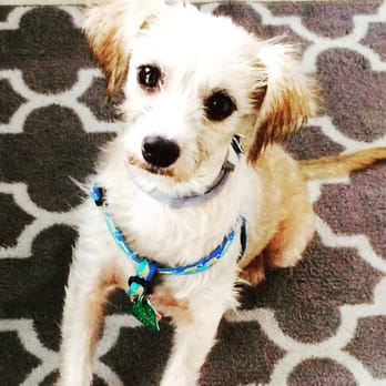 Emancipet - Ginny wants to thank the vets and vet techs at Emancipet! - Veterinarians Near Me - Houston, Texas Emancipet - Ginny wants to thank the vets and vet techs at Emancipet! - Veterinarians Near Me - Houston, Texas