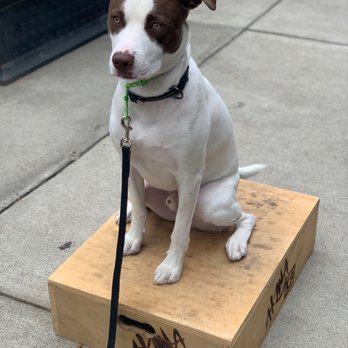Akina K9 - Pet Training Near Me - Gilroy , California