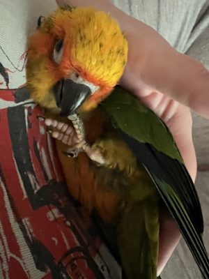 BIRDMAN'S PARROTS by null