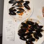 Photo of Million’s Crab
