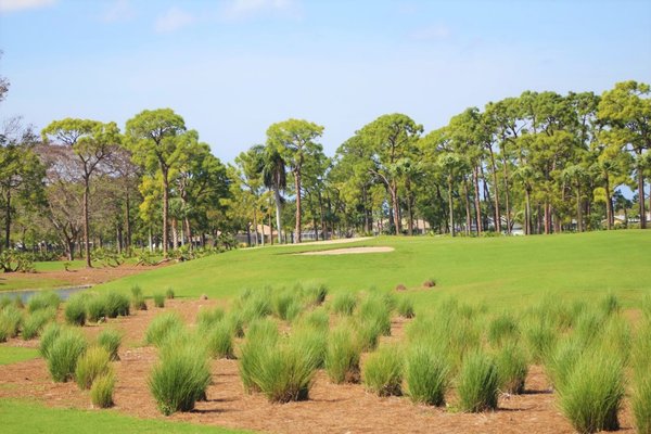 Palmetto-Pine Country Club by null