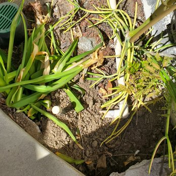 Newport Exterminating - Plants pulled out, dirt and broken sprinkler - Pest Control Near Me - Irvine, California Newport Exterminating - Plants pulled out, dirt and broken sprinkler - Pest Control Near Me - Irvine, California