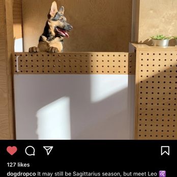 Dogdrop - Pet Sitting Near Me - Los Angeles, California
