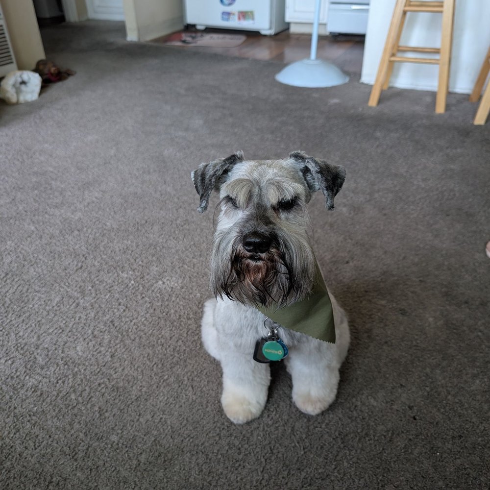 This is our mini Schnauzer, Sparkle after her appointment with Urban. This is our mini Schnauzer, Sparkle after her appointment with Urban.