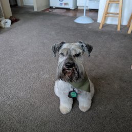 This is our mini Schnauzer, Sparkle after her appointment with Urban. This is our mini Schnauzer, Sparkle after her appointment with Urban.