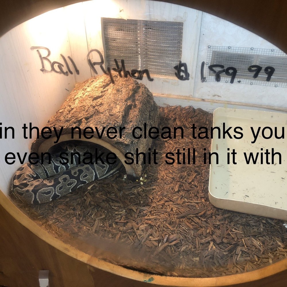 Forever Pets - Snake shut and dirty tanks - Pet Services Near Me - San Antonio, Texas Forever Pets - Snake shut and dirty tanks - Pet Services Near Me - San Antonio, Texas