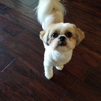 Q d Doggie - Pet Groomers Near Me - Lake Forest, California