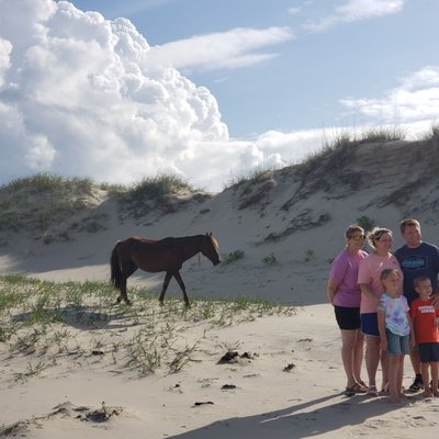 Kitty Hawk Kites by null