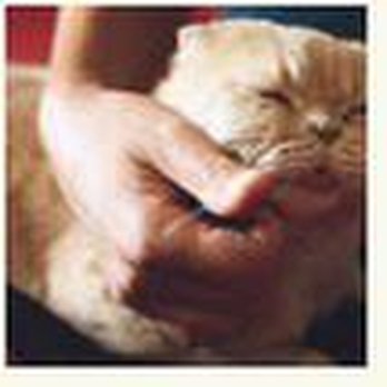 Animal Medical Care Center Cat Hospital Veterinarians 5955 Youngstown Warren Rd Niles Oh Phone Number