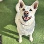 Photo of Camp Bow Wow - Golden