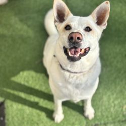 Camp Bow Wow - Golden