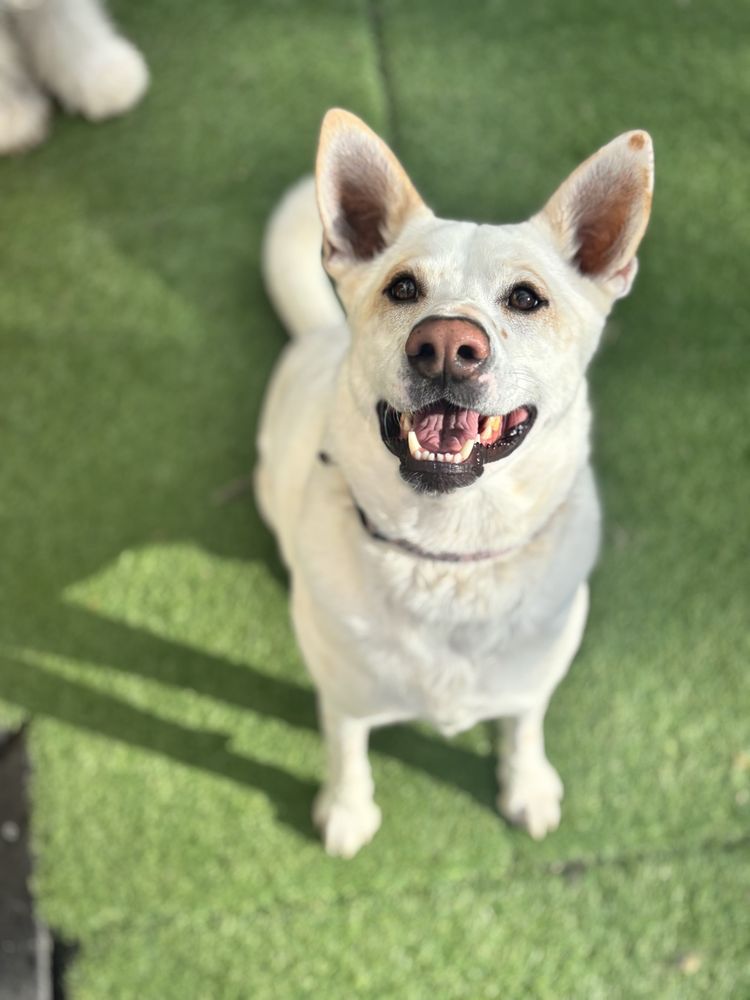 Camp Bow Wow - Golden - pet boarding facility in Golden, CO