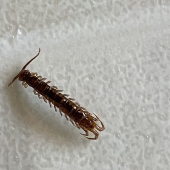 Al & Sons Termite & Pest Control - is this a termite? - Pest Control Near Me - Redondo Beach, California Al & Sons Termite & Pest Control - is this a termite? - Pest Control Near Me - Redondo Beach, California