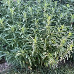 Palms On the Parkway - Update on the Lion's tail--it's a huge bush and will be blooming soon! 8/19/25