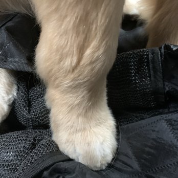 Happy Paws - perfectly shaped paw, just like a stuffed animal - Pet Groomers Near Me - New York, New York Happy Paws - perfectly shaped paw, just like a stuffed animal - Pet Groomers Near Me - New York, New York