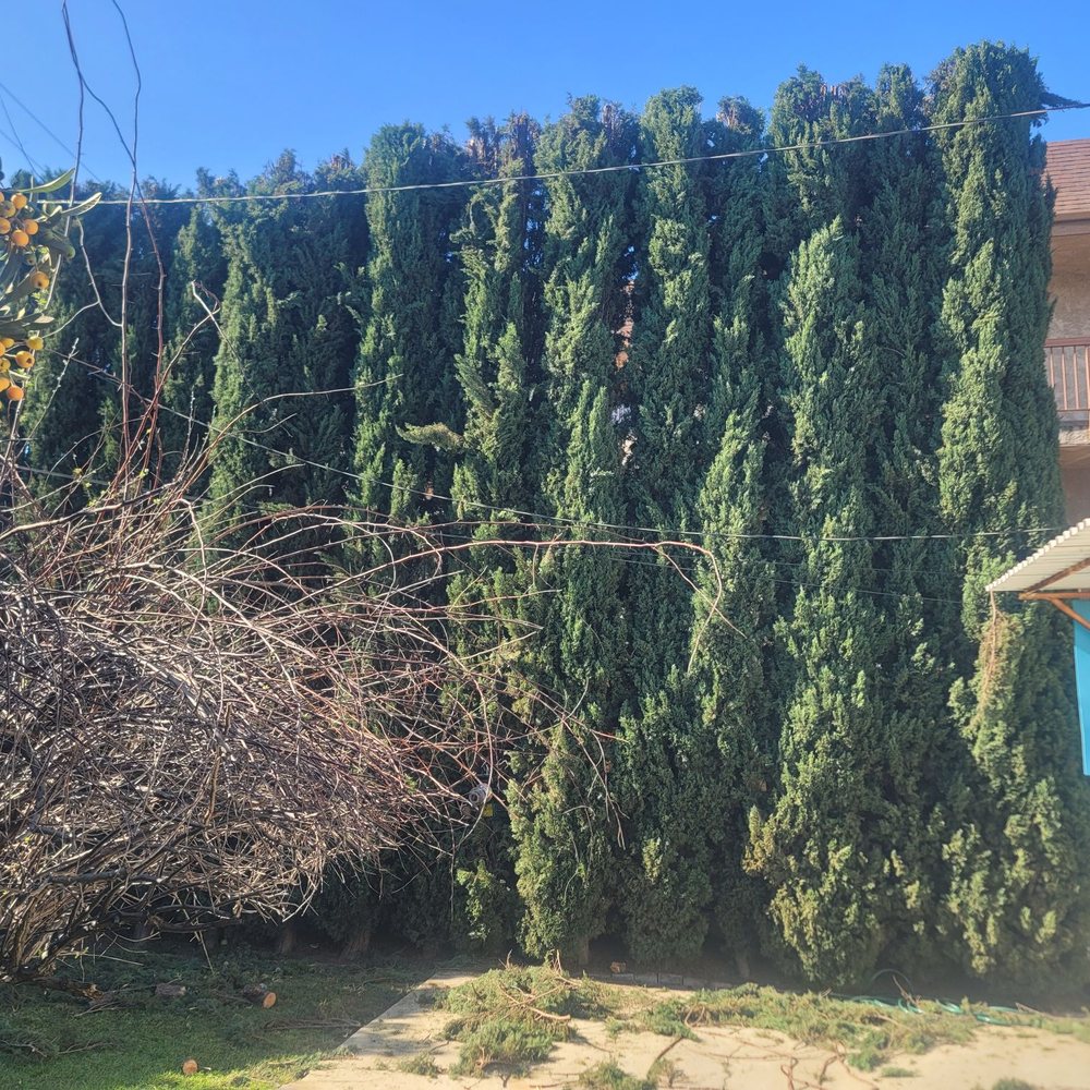 Inexpensive Tree Services - Tree Services Near Me - Los Angeles, California Inexpensive Tree Services - Tree Services Near Me - Los Angeles, California