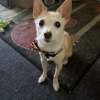 The Real Dogs - Henry after a good grooming - Pet Stores Near Me - Sherman Oaks, California