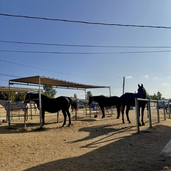 Sunshine and Daydreams - Horseback Riding Near Me - Norco, California Sunshine and Daydreams - Horseback Riding Near Me - Norco, California