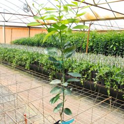 Brite Leaf Citrus Nursery