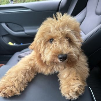 My Doodle Crush - Pet Breeders Near Me