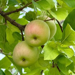 Apple trees