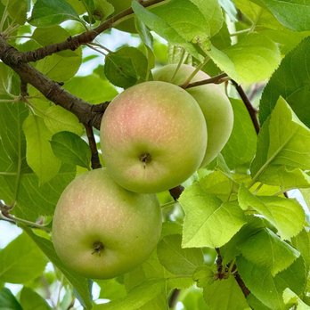 Carter Mountain Orchard - Apple trees - Pick Your Own Farms Near Me - Charlottesville, Virginia