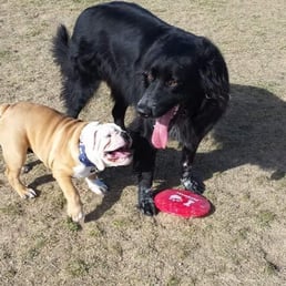 Meeting and playing with lots of new friends! Meeting and playing with lots of new friends!
