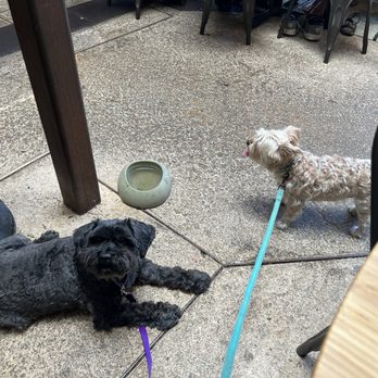 Khom Loi - Our dogs enjoying the shaded patio - Thai Near Me - Sebastopol, California Khom Loi - Our dogs enjoying the shaded patio - Thai Near Me - Sebastopol, California