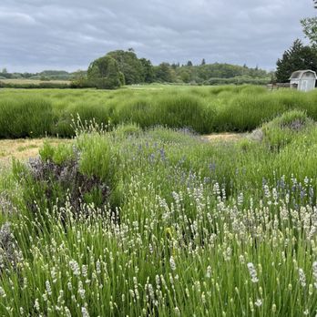 Jardin Du Soleil Lavender - Fields before the bloom - Venues & Event Spaces Near Me - Sequim, Washington