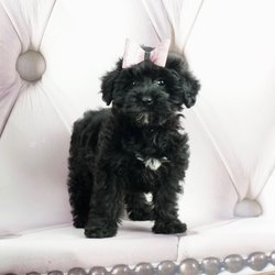 Cute Puppies Indiana