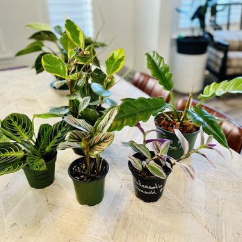 Do It Yourself Lawn and Pest - My haul (minus the giant calathea on the floor) - Pest Control Near Me - Oviedo, Florida