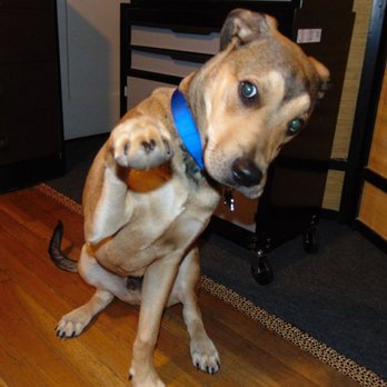 Petco - Hello, my name is Boo. - Pet Stores Near Me - Las Vegas, Nevada