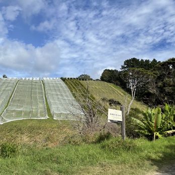 Obsidian Vineyard - Wineries Near Me - Auckland, AUK Obsidian Vineyard - Wineries Near Me - Auckland, AUK