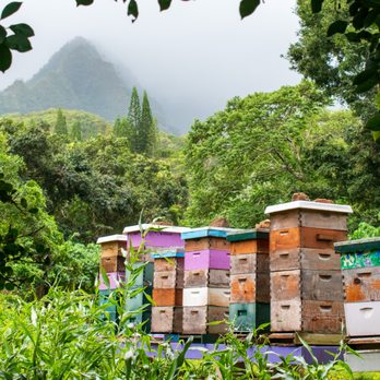 21 Degrees Estate - Bee boxes with a view - Tours Near Me - Kaneohe, Hawaii 21 Degrees Estate - Bee boxes with a view - Tours Near Me - Kaneohe, Hawaii