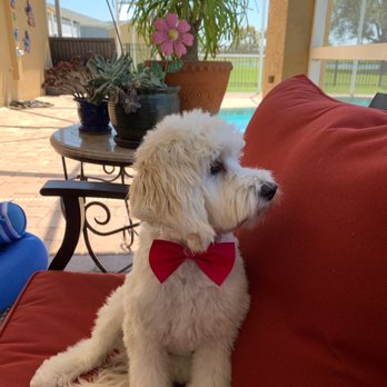 Colleen's Pet Grooming - Pet Groomers Near Me - Apollo Beach, Florida