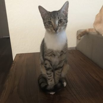 Miami Veterinary Specialists - Baby girl all grown up thanks to MVS August 13,2019 - Emergency Pet Hospital Near Me - Miami, Florida Miami Veterinary Specialists - Baby girl all grown up thanks to MVS August 13,2019 - Emergency Pet Hospital Near Me - Miami, Florida