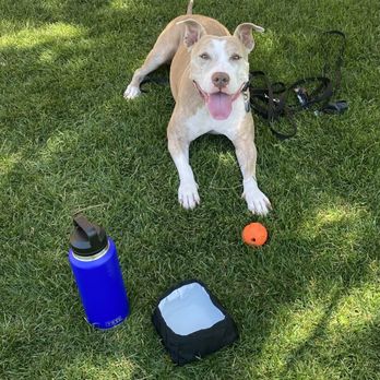 Sploot Veterinary Care - RiNo - Veterinarians Near Me - Denver, Colorado Sploot Veterinary Care - RiNo - Veterinarians Near Me - Denver, Colorado