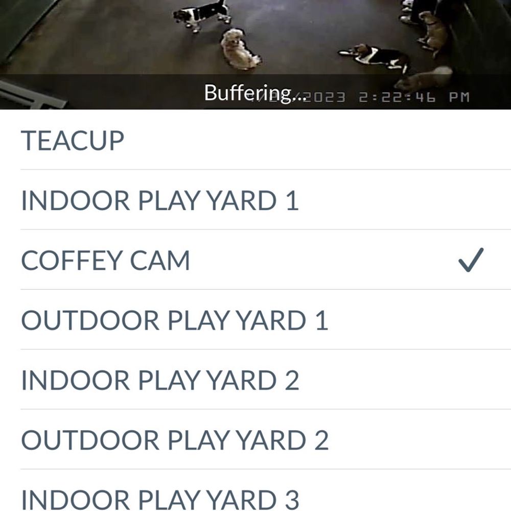 Camp Bow Wow Anaheim - Not a place for your dogs - Pet Boarding Near Me - Anaheim, California