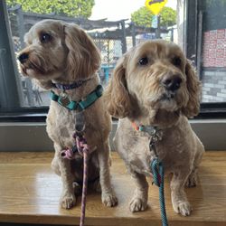 Chris Auto Service - happy pupstomers